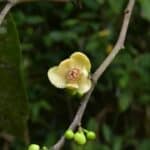New endangered tree species discovered in South Thailand | Thaiger
