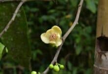 New endangered tree species discovered in South Thailand