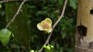 New endangered tree species discovered in South Thailand