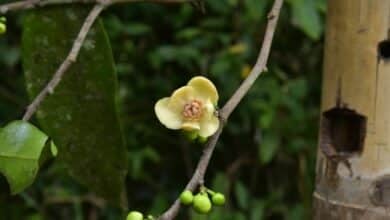 New endangered tree species discovered in South Thailand