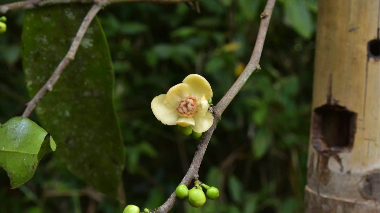 New endangered tree species discovered in South Thailand