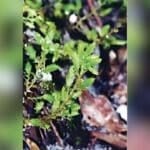 New plant species discovered at Phu Kradueng National Park
