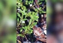 New plant species discovered at Phu Kradueng National Park