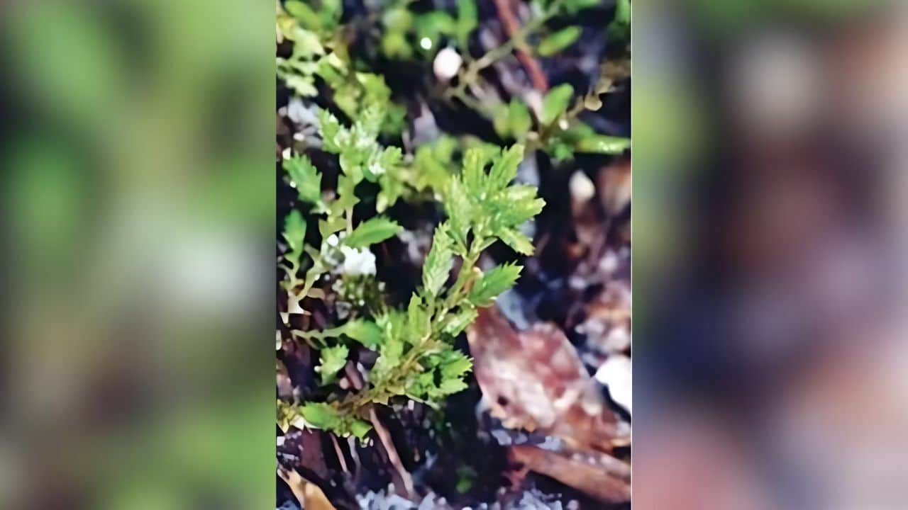 New plant species discovered at Phu Kradueng National Park