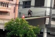‘Spider-Man’ thieves caught after rooftop escape in Sakon Nakhon