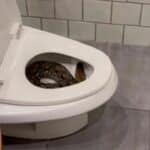 Midnight horror: Man finds giant python coiled in toilet bowl (video)