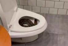 Midnight horror: Man finds giant python coiled in toilet bowl (video)