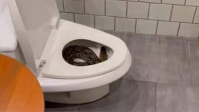Midnight horror: Man finds giant python coiled in toilet bowl (video)