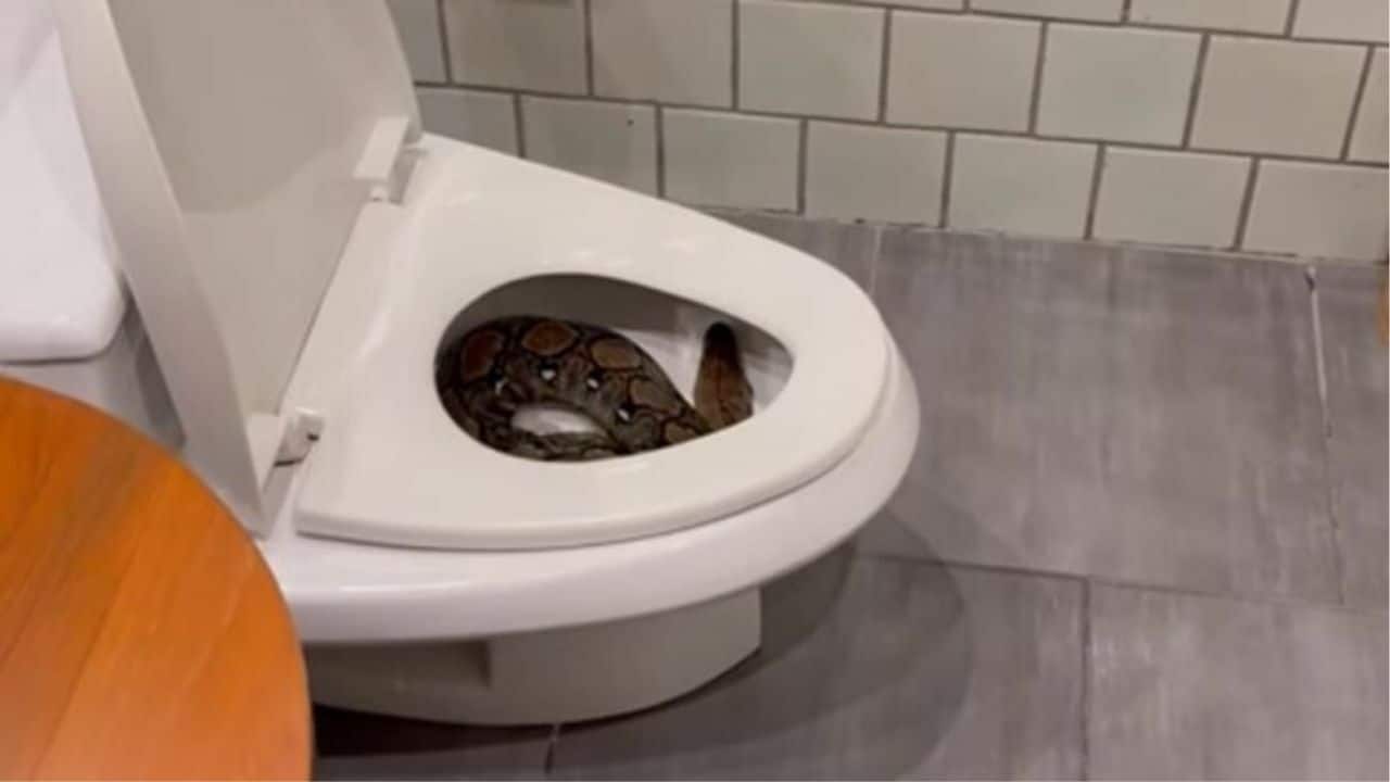 Midnight horror: Man finds giant python coiled in toilet bowl (video)