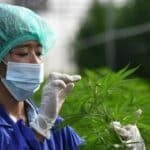 Thailand tightens medical cannabis rules: Prescription-only flowers
