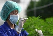 Thailand tightens medical cannabis rules: Prescription-only flowers