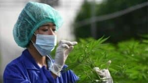 Thailand tightens medical cannabis rules: Prescription-only flowers