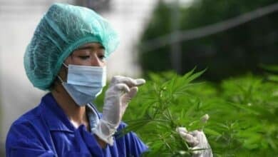Thailand tightens medical cannabis rules: Prescription-only flowers