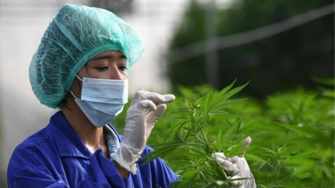 Thailand tightens medical cannabis rules: Prescription-only flowers