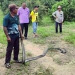 Snake scare: Huge king cobra terrorises Pattaya backyard pond