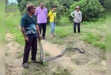 Snake scare: Huge king cobra terrorises Pattaya backyard pond