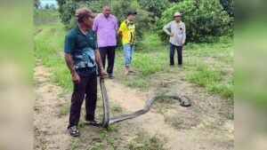Snake scare: Huge king cobra terrorises Pattaya backyard pond