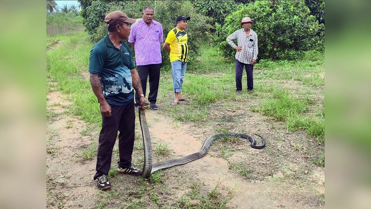 Snake scare: Huge king cobra terrorises Pattaya backyard pond
