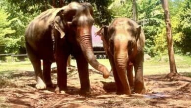 Elephants find freedom and healing at Thailand’s Samui sanctuary