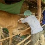 No new anthrax infections found in Thailand’s Mukdahan province