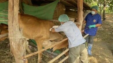 No new anthrax infections found in Thailand’s Mukdahan province