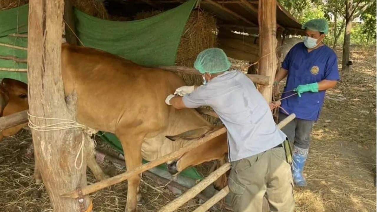 No new anthrax infections found in Thailand’s Mukdahan province