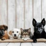 Paws and effect: New Bangkok law to shake up pet ownership rules