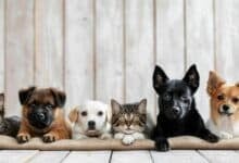 Paws and effect: New Bangkok law to shake up pet ownership rules