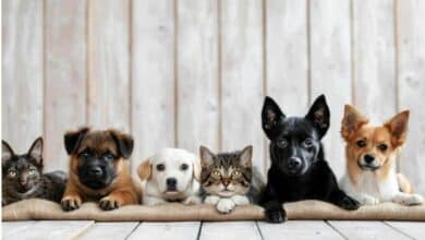 Paws and effect: New Bangkok law to shake up pet ownership rules