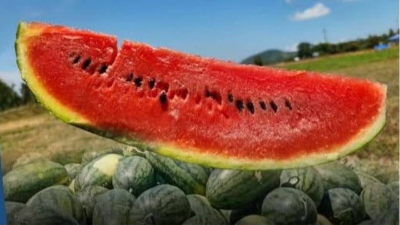 Southern Thai watermelon gets GI boost in sweet victory