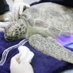 Phuket fights erosion as turtles and dugongs make a comeback