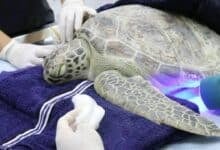 Phuket fights erosion as turtles and dugongs make a comeback