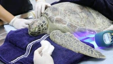 Phuket fights erosion as turtles and dugongs make a comeback
