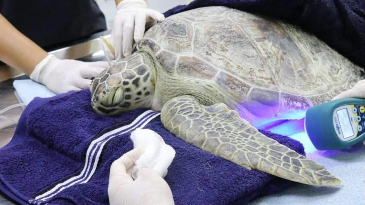 Phuket fights erosion as turtles and dugongs make a comeback