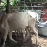 Fourth anthrax case confirmed in northeast Thailand outbreak