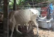 Fourth anthrax case confirmed in northeast Thailand outbreak