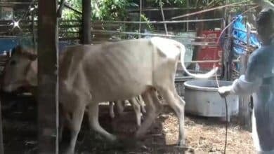 Fourth anthrax case confirmed in northeast Thailand outbreak