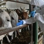 Cambodia, Laos ban Thai livestock over anthrax fears