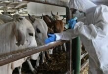 Cambodia, Laos ban Thai livestock over anthrax fears