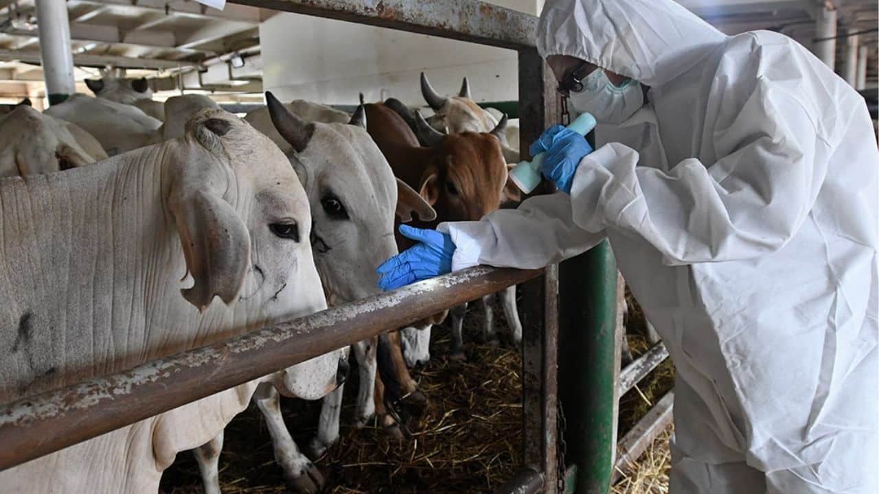 Cambodia, Laos ban Thai livestock over anthrax fears