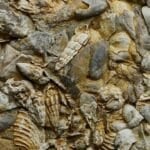 Ancient seashells from Jurassic era uncovered in Surat Thani
