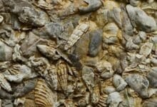 Ancient seashells from Jurassic era uncovered in Surat Thani