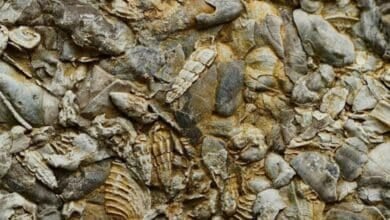 Ancient seashells from Jurassic era uncovered in Surat Thani