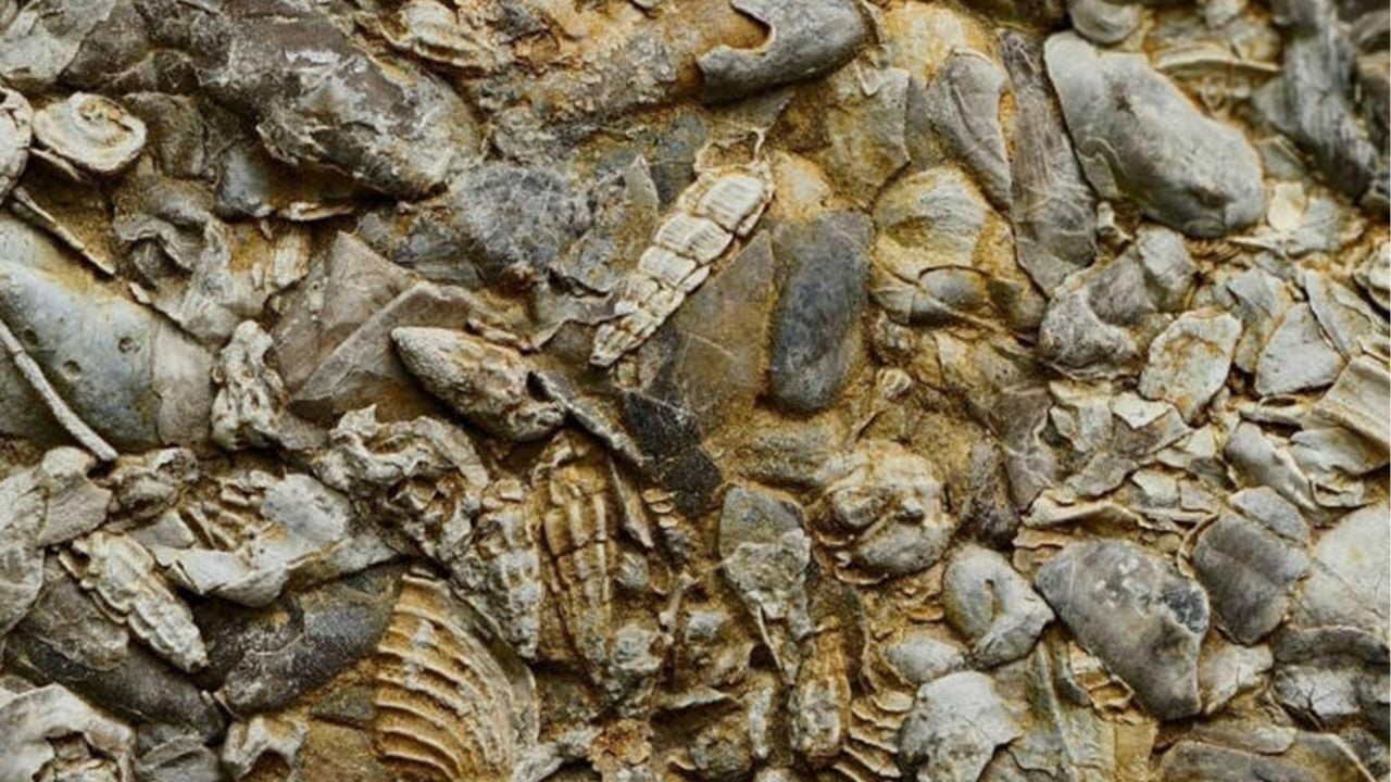 Ancient seashells from Jurassic era uncovered in Surat Thani