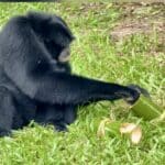 Pattaya zoo rolls out ice treats to beat the heat | Thaiger