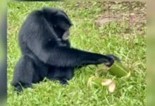 Pattaya zoo rolls out ice treats to beat the heat