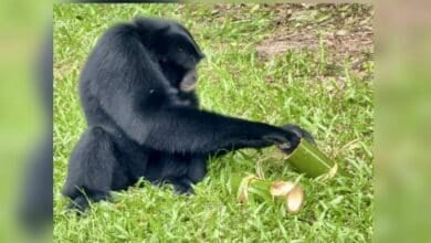 Pattaya zoo rolls out ice treats to beat the heat