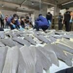 400 shark fins seized in major smuggling bust at Bangkok airport