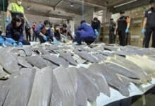 400 shark fins seized in major smuggling bust at Bangkok airport