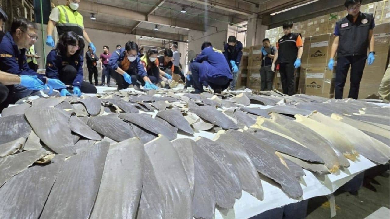400 shark fins seized in major smuggling bust at Bangkok airport